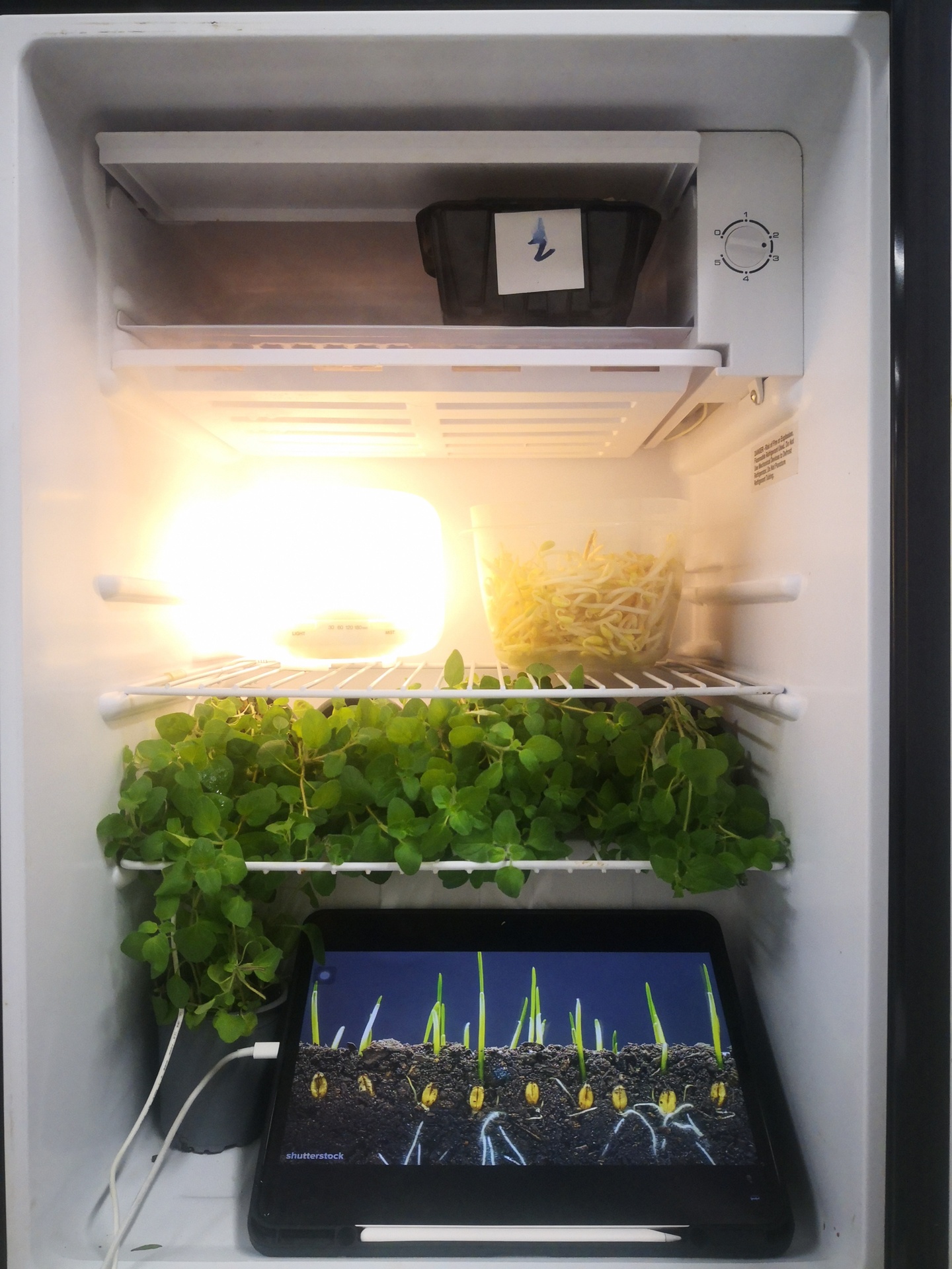 photo of a open fridge with greens inside