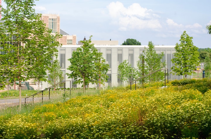Landscaping including low-lying green plants with yellow flowers and young, green-leafed trees in front of a contemporary building.