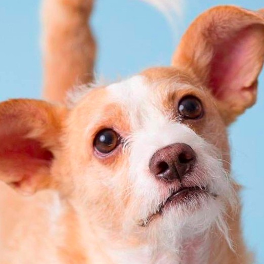 Featured Dog