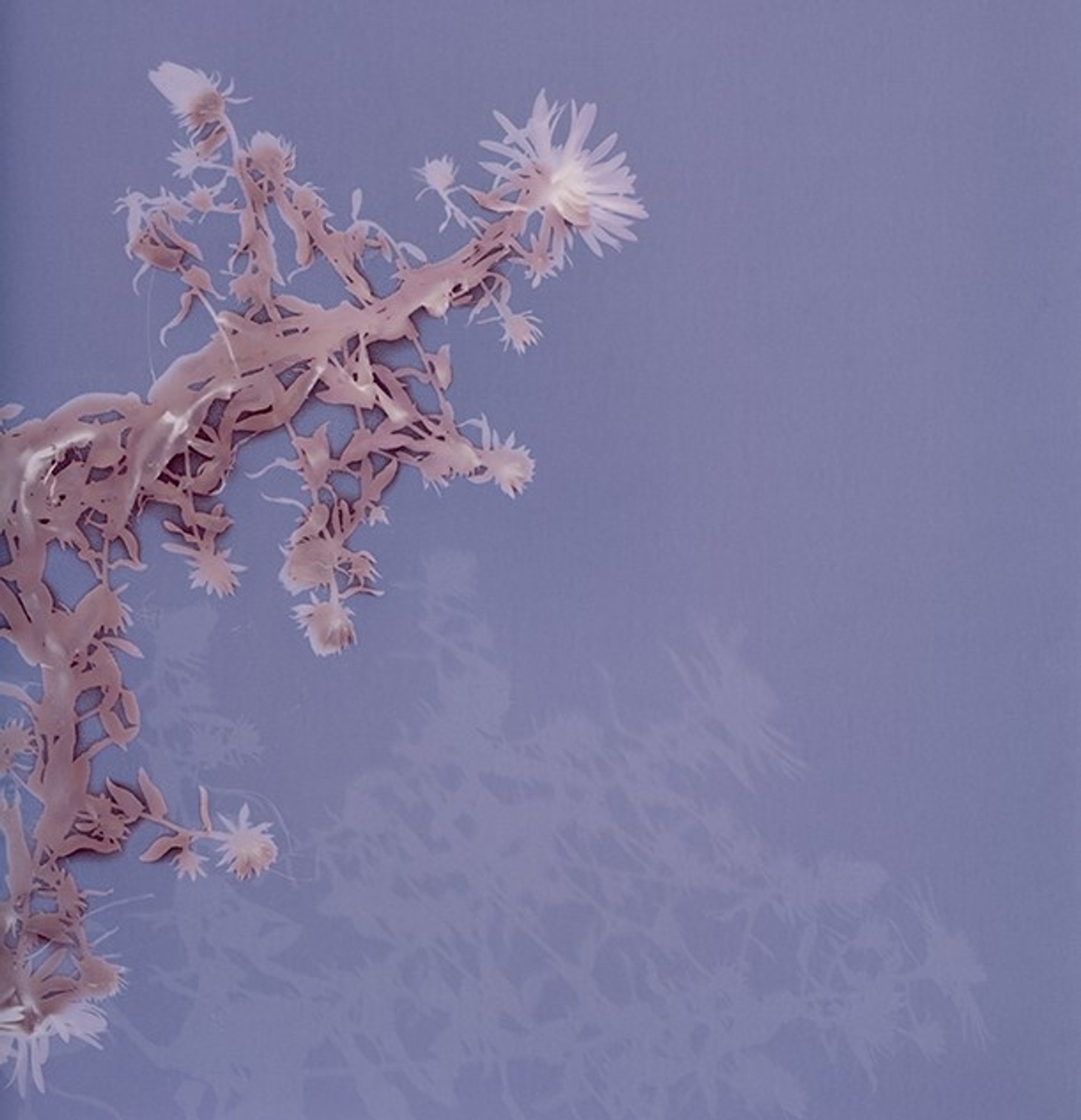 Closeup of a plant in front of a purple background