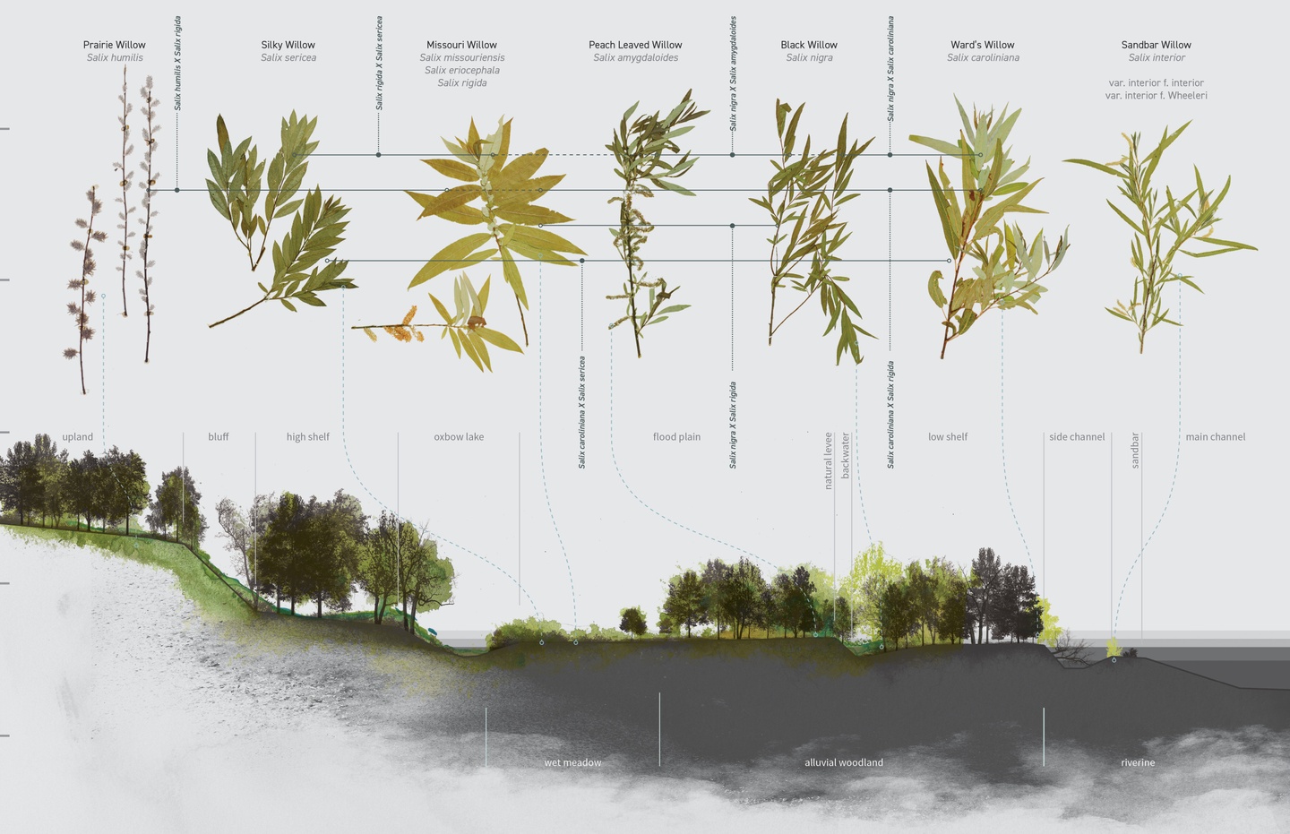 Drawing showing types of willow with close-up drawings of leaves, pointing to places where those trees grow on a landscape.