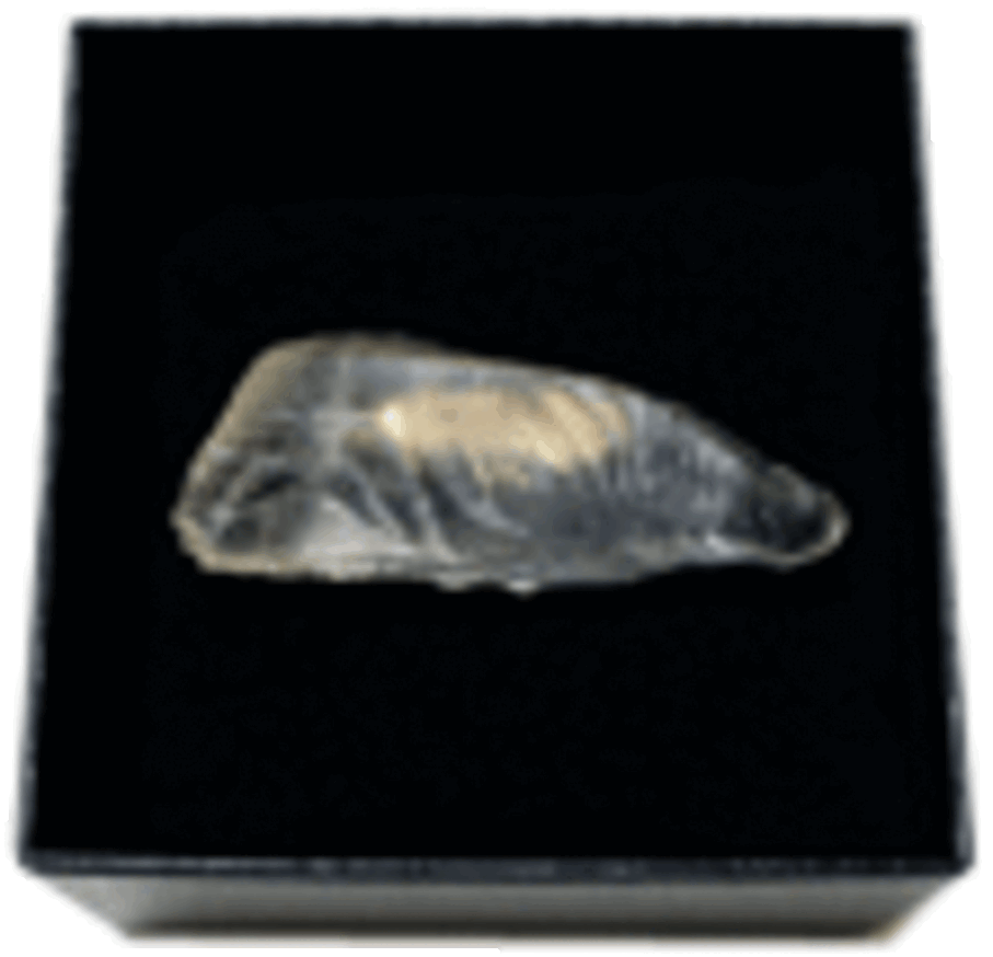 Facts on the Surface [Tuna Brooch]