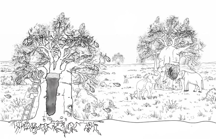 A black-and-white line illustration depicting a savanna landscape dominated by two large baobab trees supporting various wildlife and human activity.