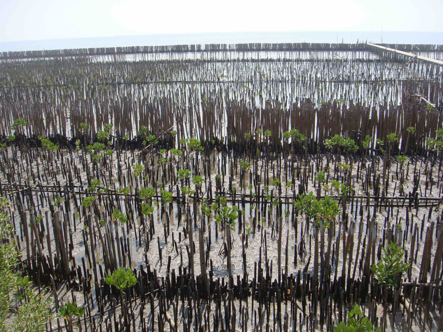 Photo of Landscape Technology Installation for Land Retreat and Mangrove Reconstruction in the Gulf of Thailand. Photo features a densely packed field of rows and rows of sticks planted vertically, some with leaves growing from them.