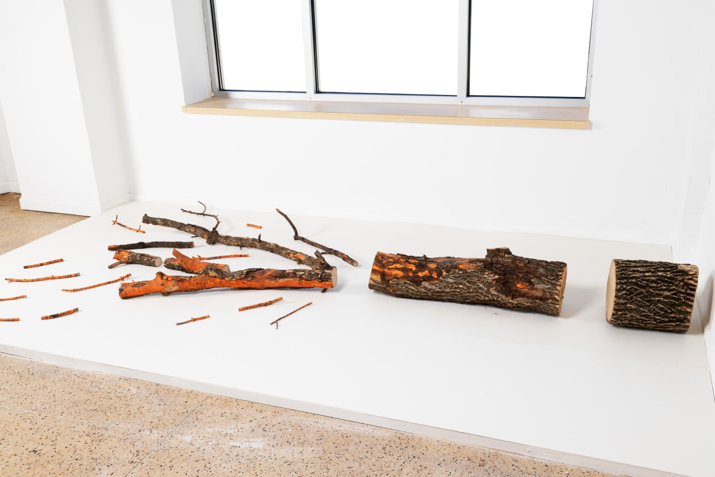 tree chopped into several pieces display on a white low platform