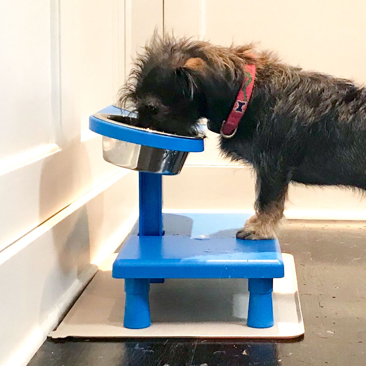 2 reasons your dog isn’t keeping food down & what you can do