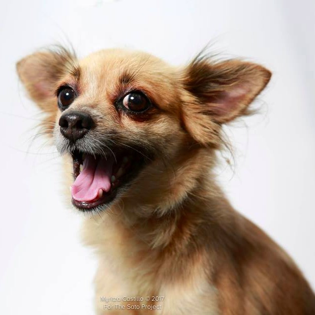 Featured Dog
