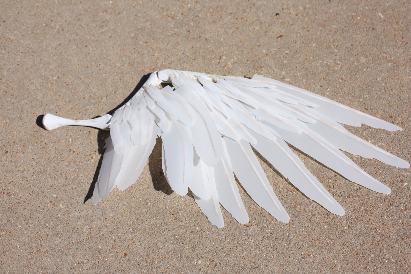 Model of a bird wing with feathers constructed from a semi-translucent white material with wooden ribs.