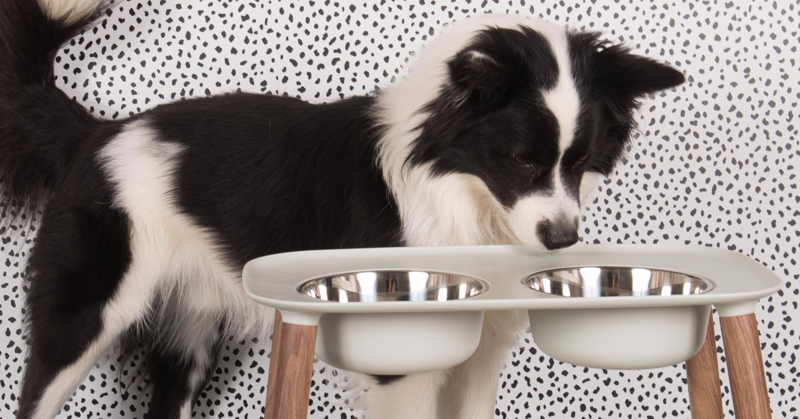 messy mutts double feeder