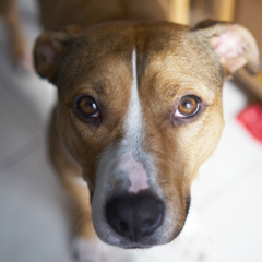 Featured Dog