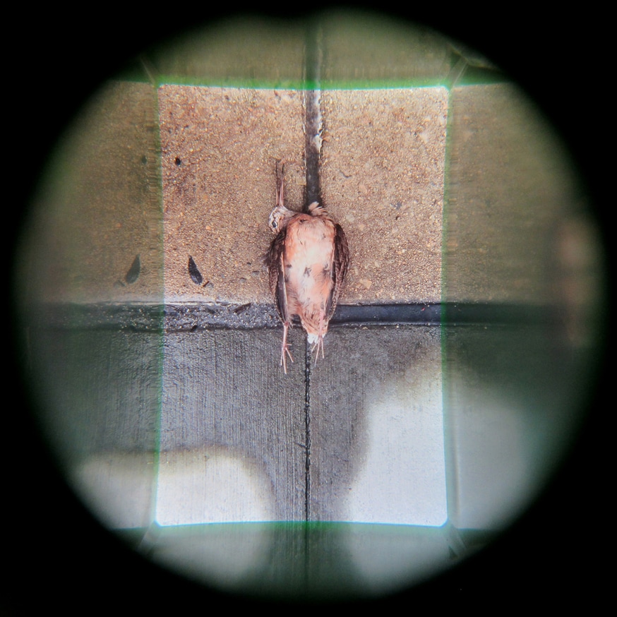 What in Me is Dark Illumine (Green Bird Viewer, Fourth Edition) thumbnail 2