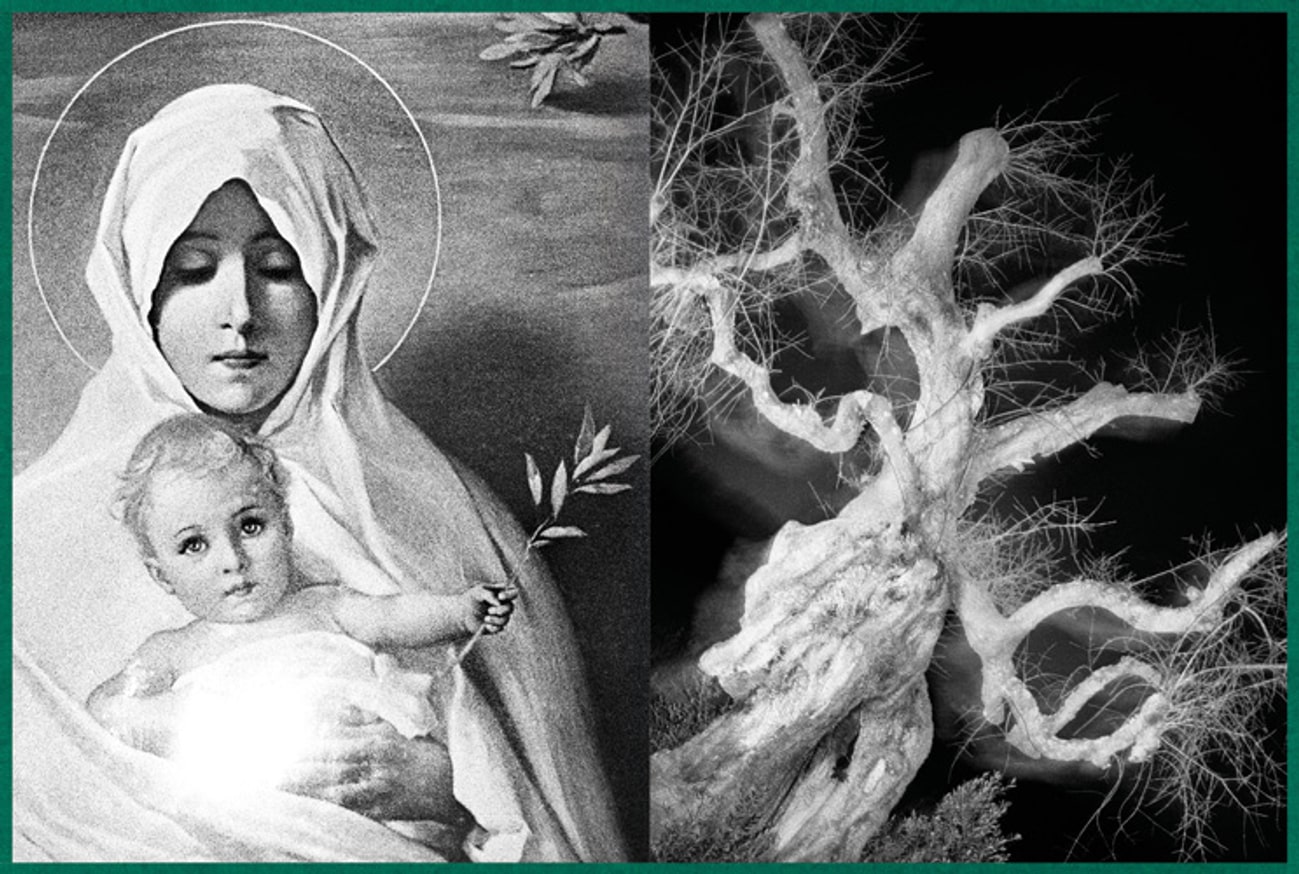 Fastidiosa thumbnail 6