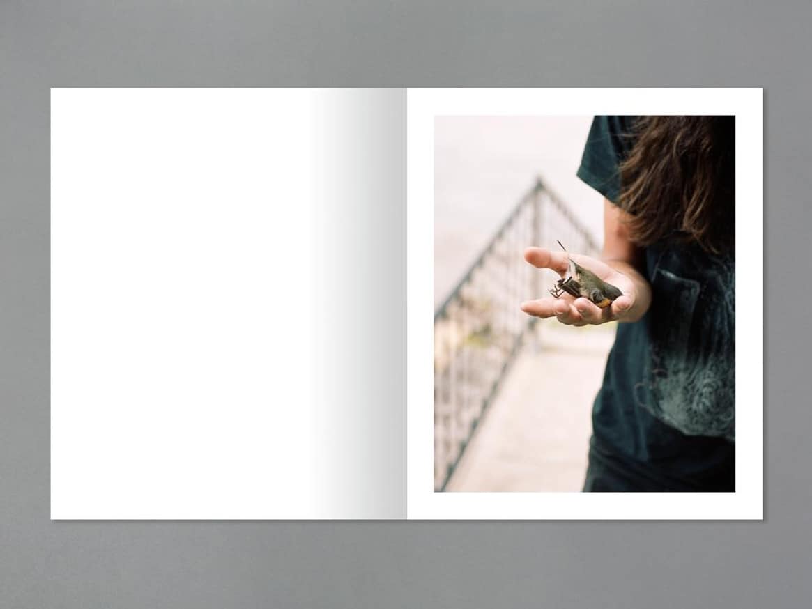 Laurel Mountain Laurel thumbnail 4