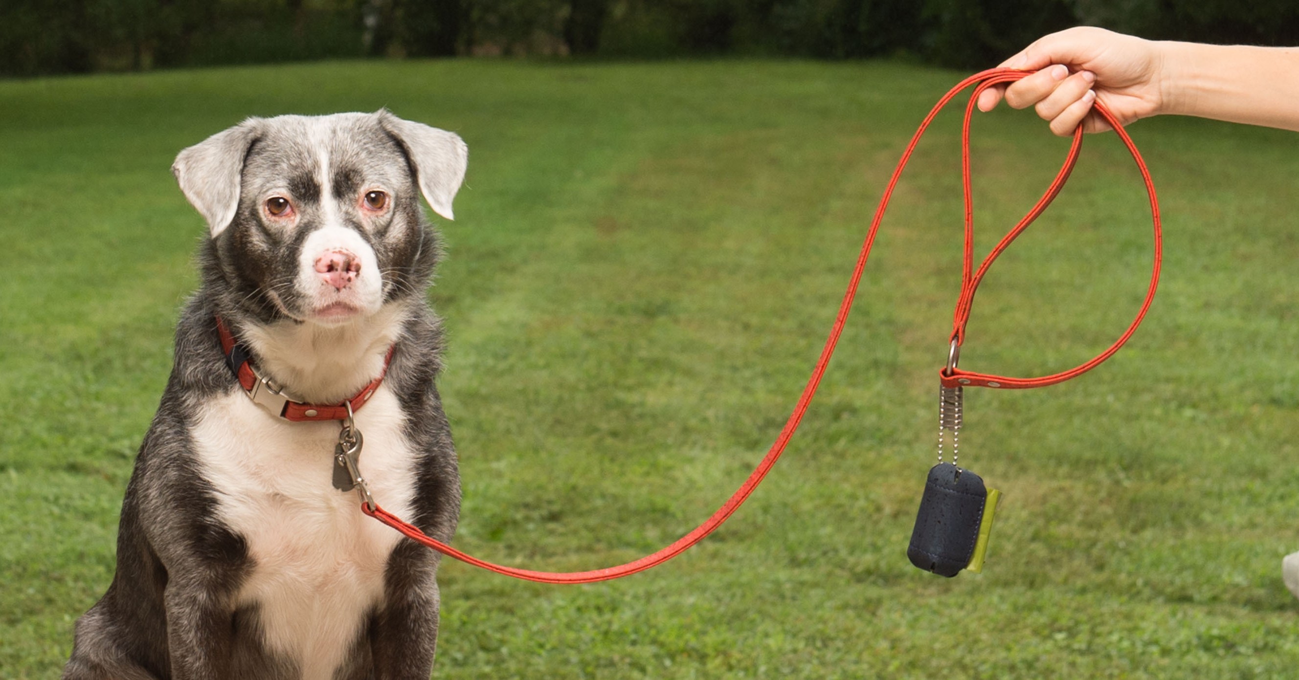 Cork Side Release Buckle Collar Dogly