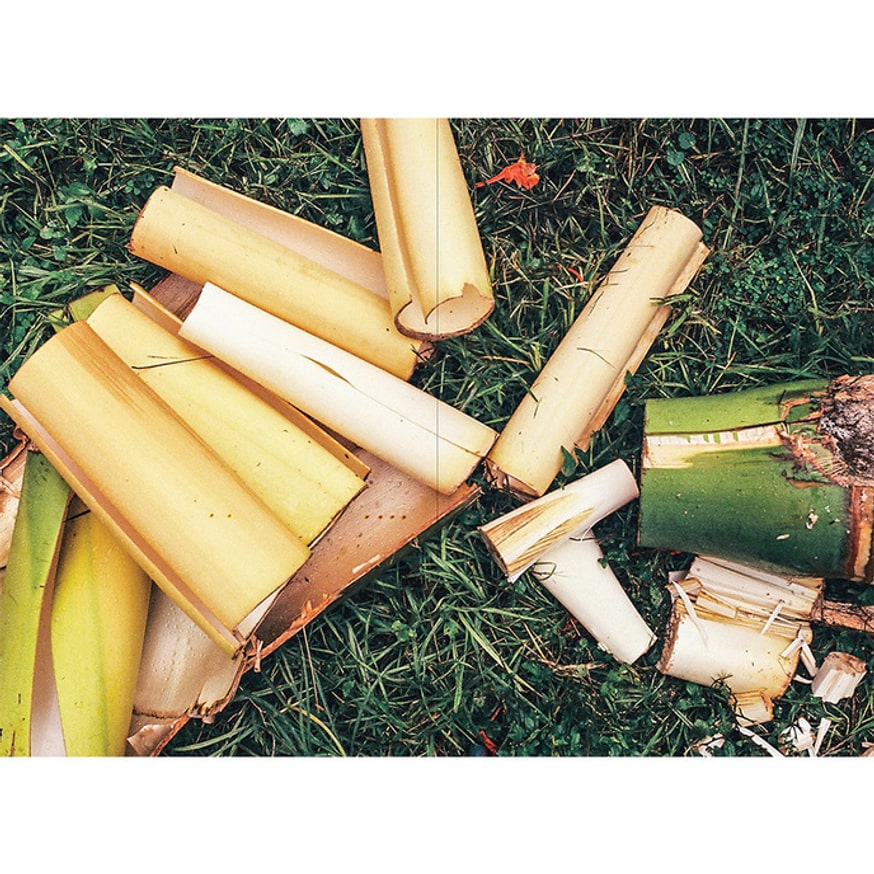 Forager: A Subjective Guide to Miami's Edible Plants thumbnail 3