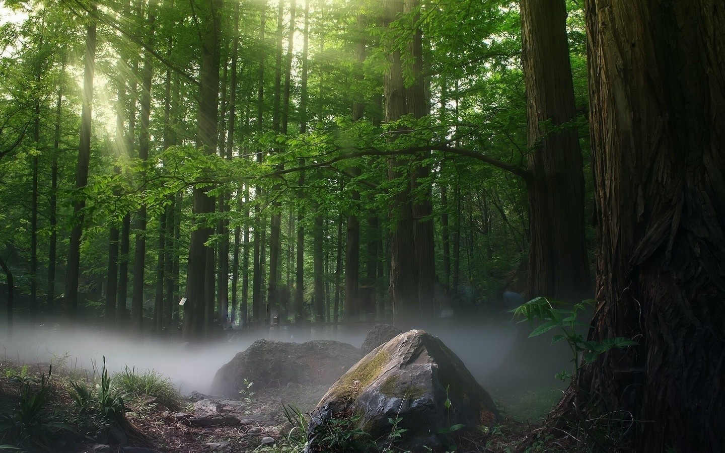 in the forest with sunlight trickling through the trees