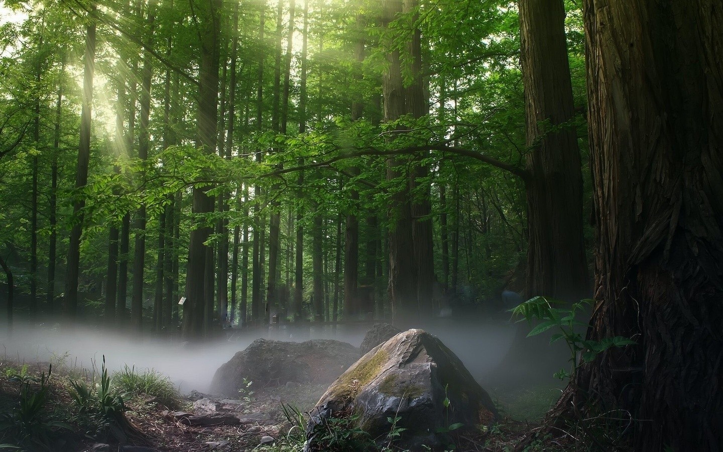 in the forest with sunlight trickling through the trees