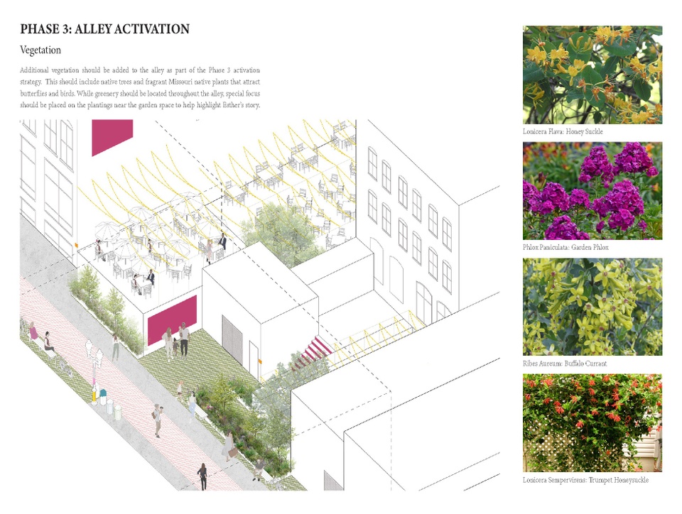 Line drawing with pops of color and vegitation between buildings, text and 4 photos of selected plants: Lonicera Flava Honey Suckle, Phloot Paniculata Garden Phlox, Ribes Aureums: Buffalo Currant, Lonicera Sempervirens: Trumpet Honeysuckle. Text reads: PHASE 3: ALLEY ACTIVATION  Vegetation  Additional vegetation should be added to the alley as part of the Phase 3 activation strategy. This should include native trees and fragrant Missouri native plants that attract butterflies and birds. While greenery should be located throughout the alley special focus should be placed on the plantings near the garden space to help highlight Esther's story.