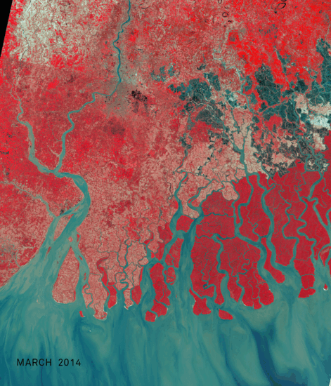 Intensity of the red shows changes in vegetative growth across seasons in the Sundarbans region using Landsat 8 false color imagery