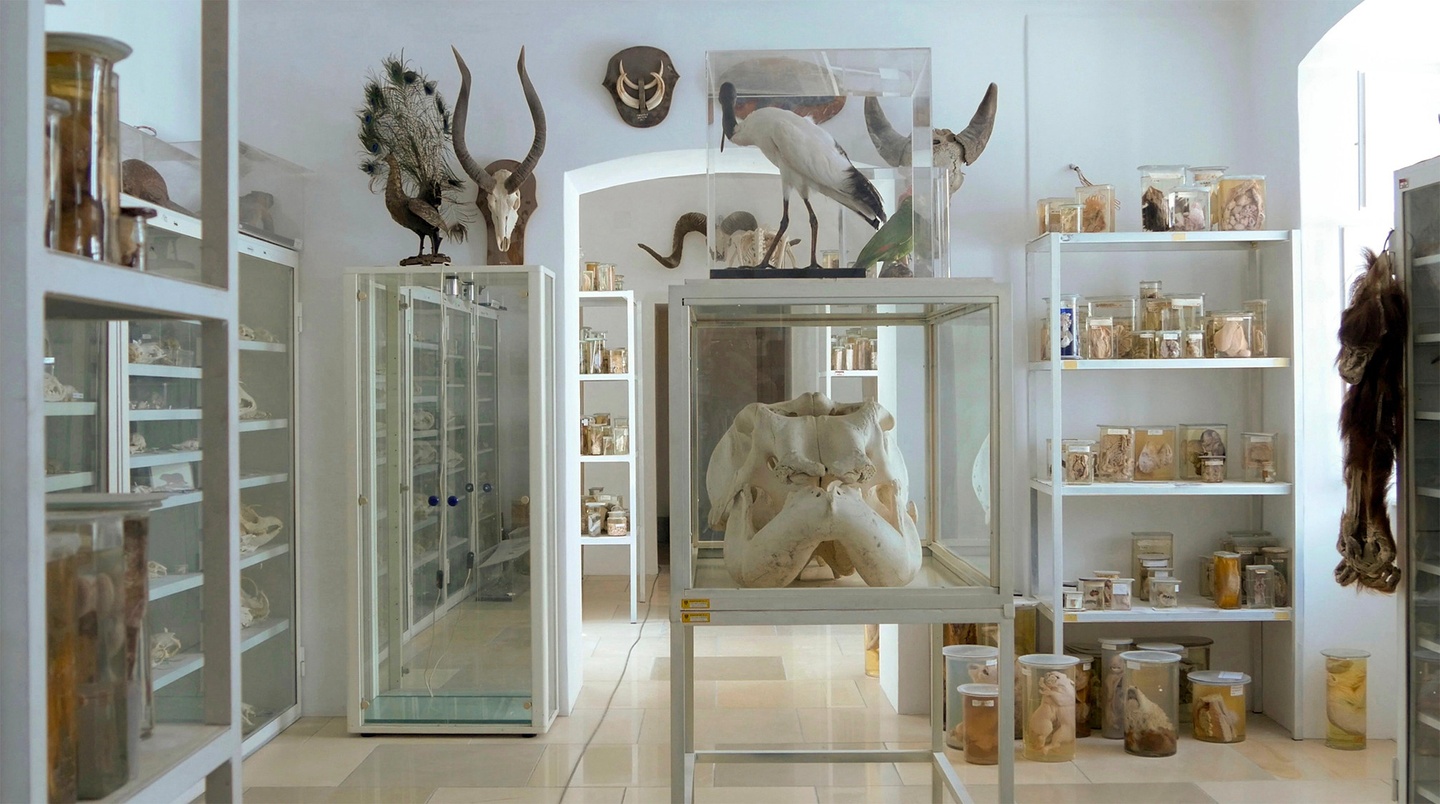 A white room with shelves of preserved substances in jars and various objects, some (stuffed/taxidermied?) animals, others skulls and bone, more still mounted on the wall. An arch in the midground reveals a hallway lined with more shelves.