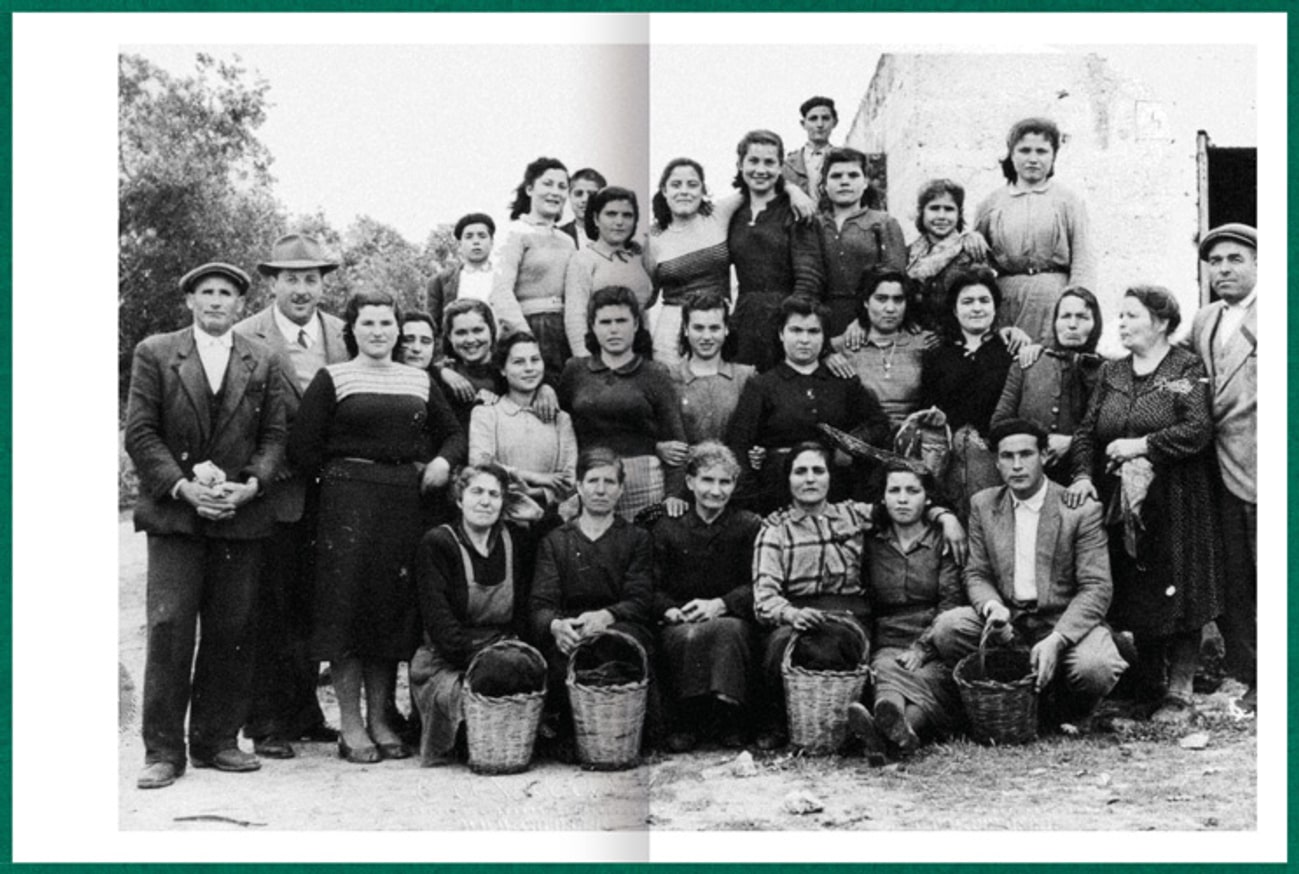 Fastidiosa thumbnail 7