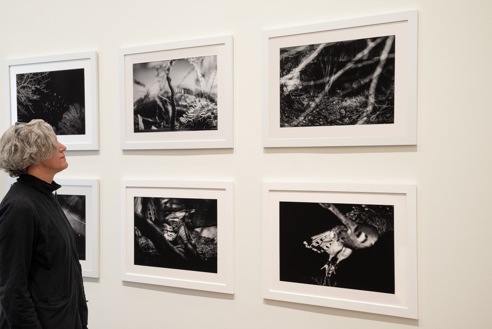 A person views two rows of black and white photos of animals caught in unusual positions.