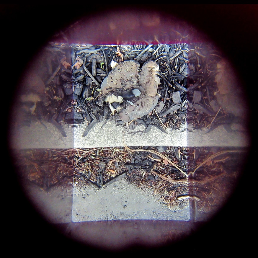 What in Me is Dark Illumine (Purple Bird Viewer, Fourth Edition) thumbnail 2