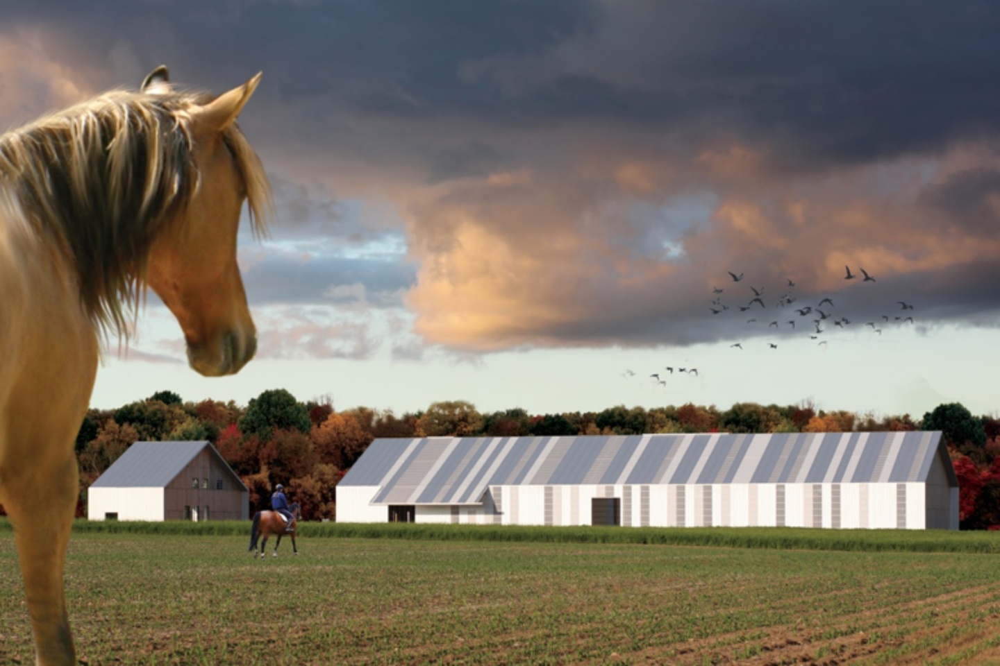 A horse looks across an agricultural field at a long white barn structure with vertical stripes of grey and beige.