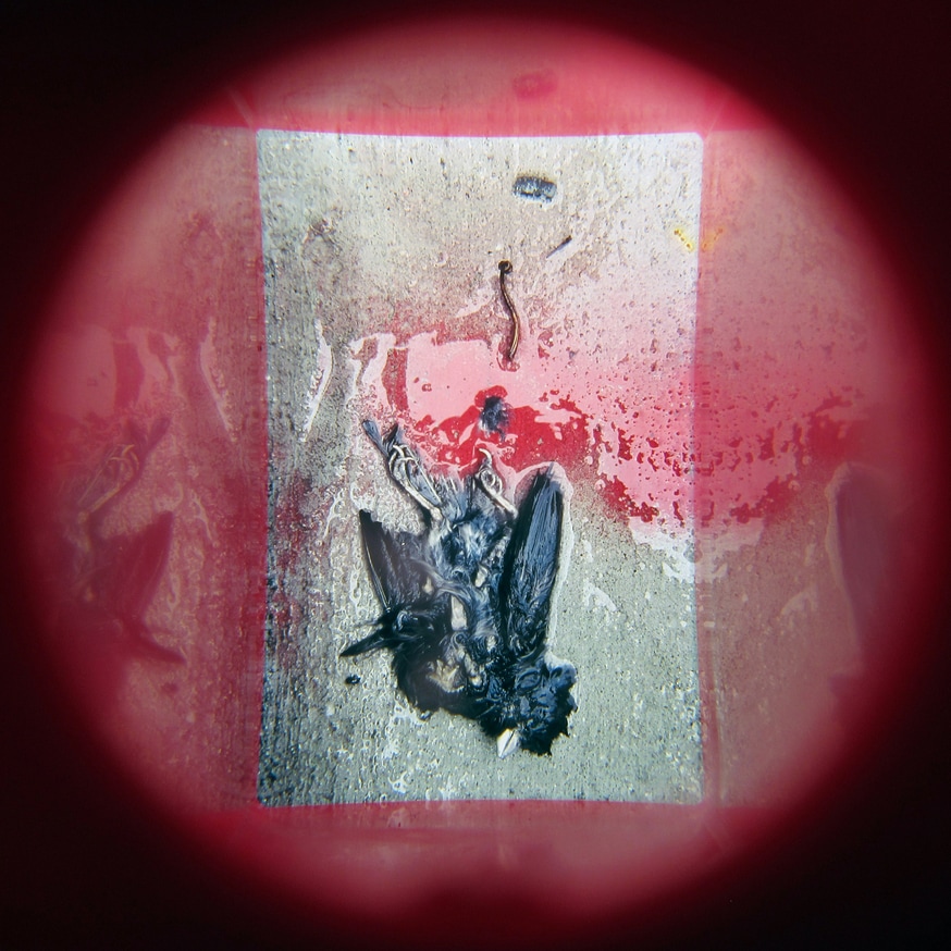 What in Me is Dark Illumine (Red Bird Viewer, Fourth Edition) thumbnail 2