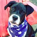 Featured Dog