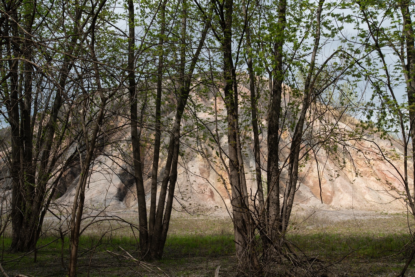 A mountain/hill/mound obscured by spindly trees in the foreground. The sky is gray-blue with overcast.