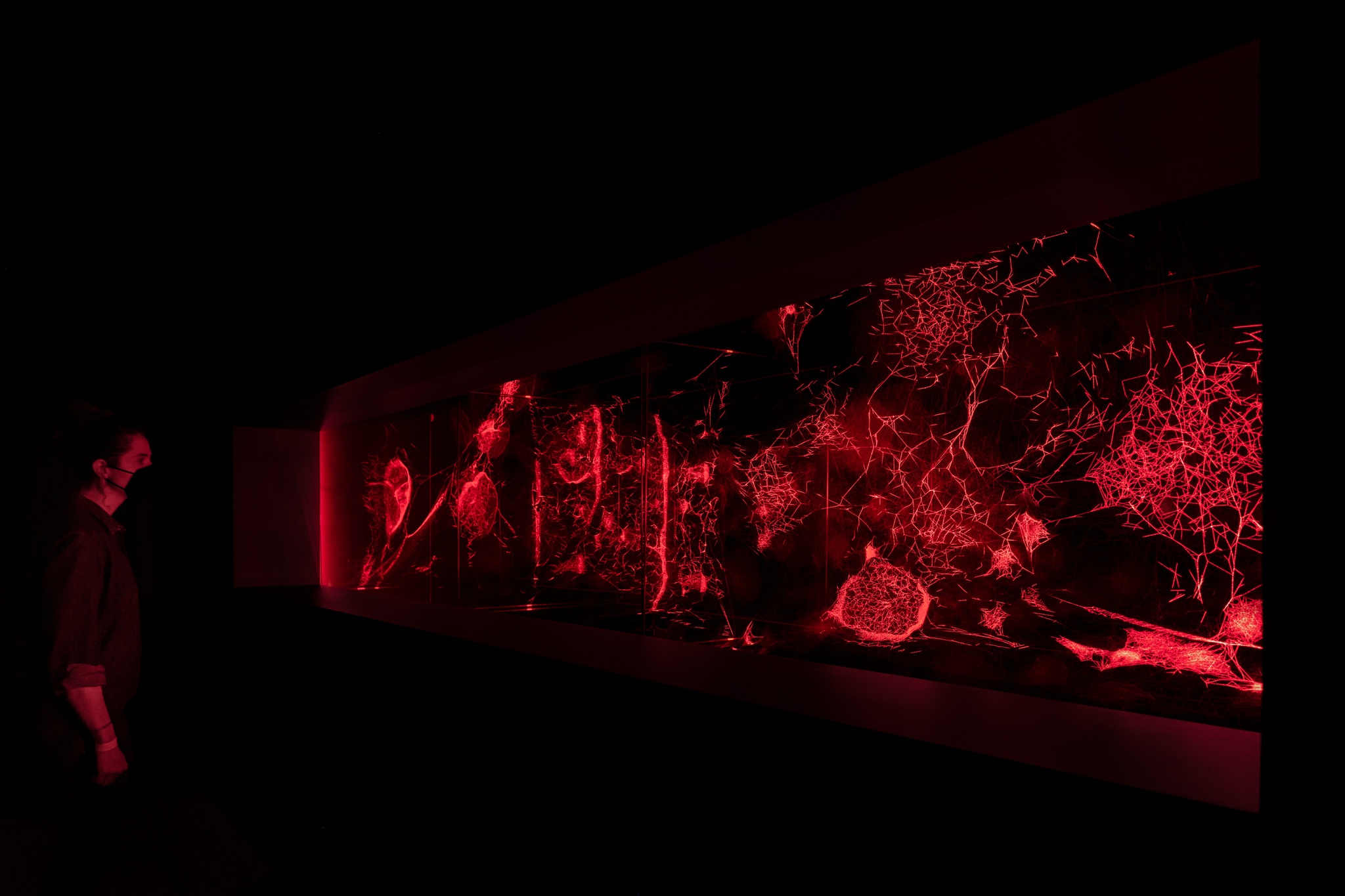 A person stands in a darkened gallery to the left of a long horizontal window revealing a series of spider webs dramatically lit by red light