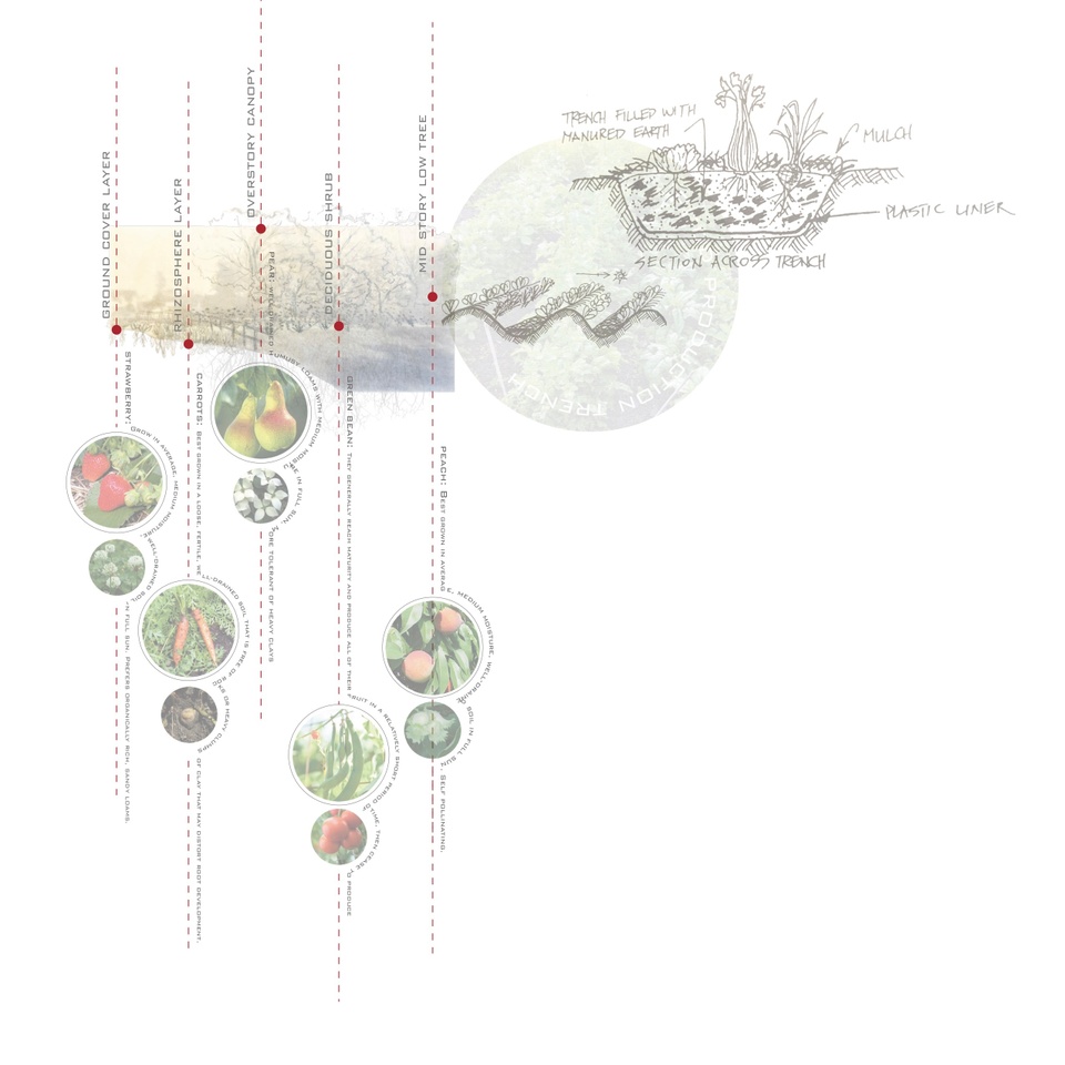 Detailed diagram showing food connections. 