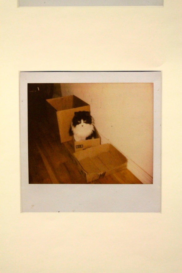Cat Polaroids Poster