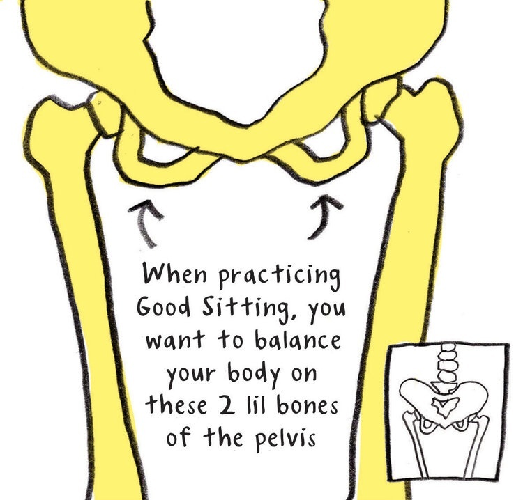 Line drawing of a pelvis.