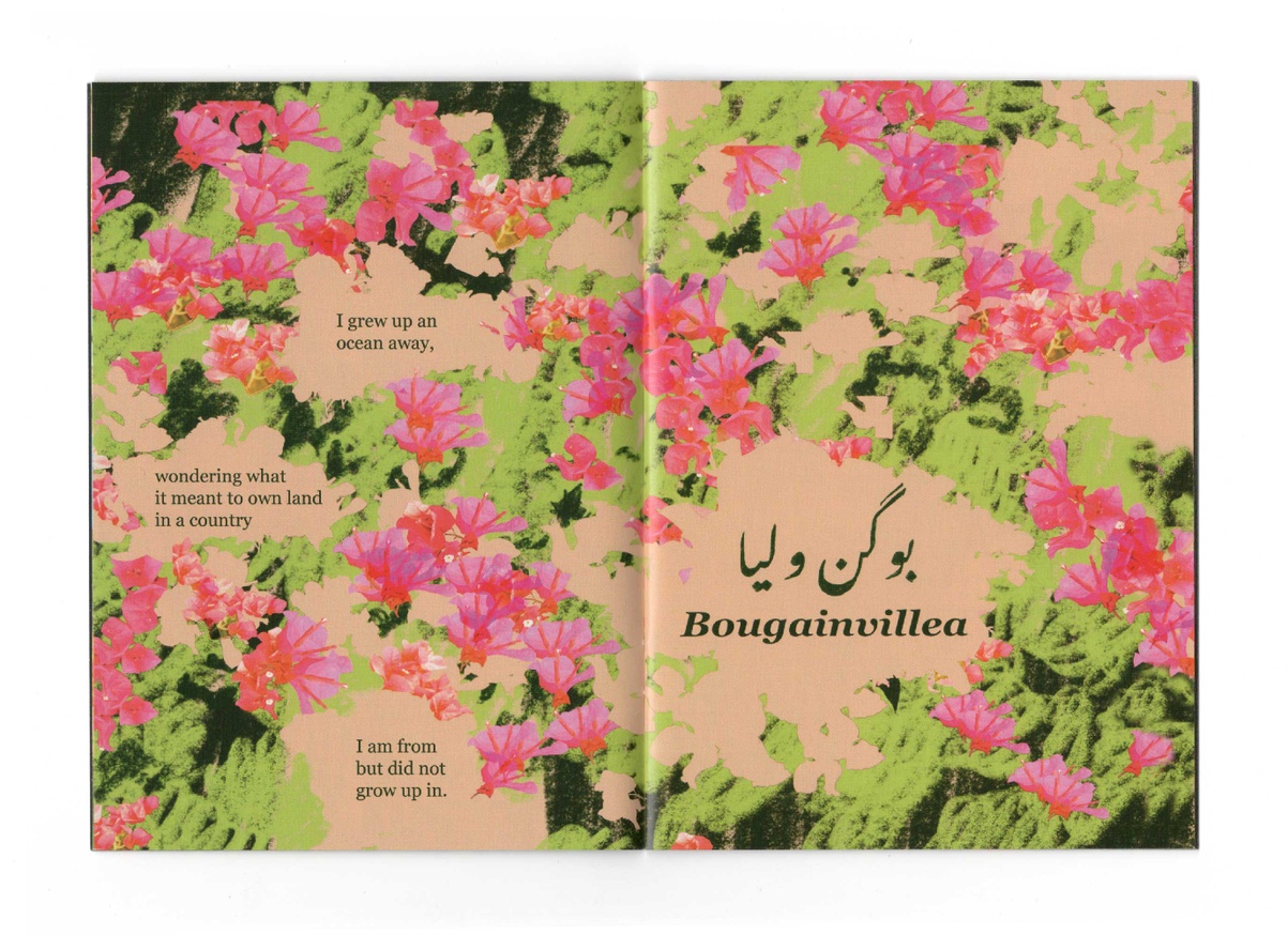 Flowers of Pakistan thumbnail 4