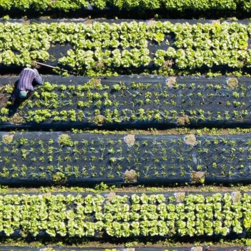 Birds eye view of a worker in a rice field