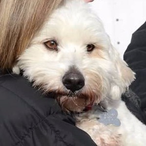 Featured Dog