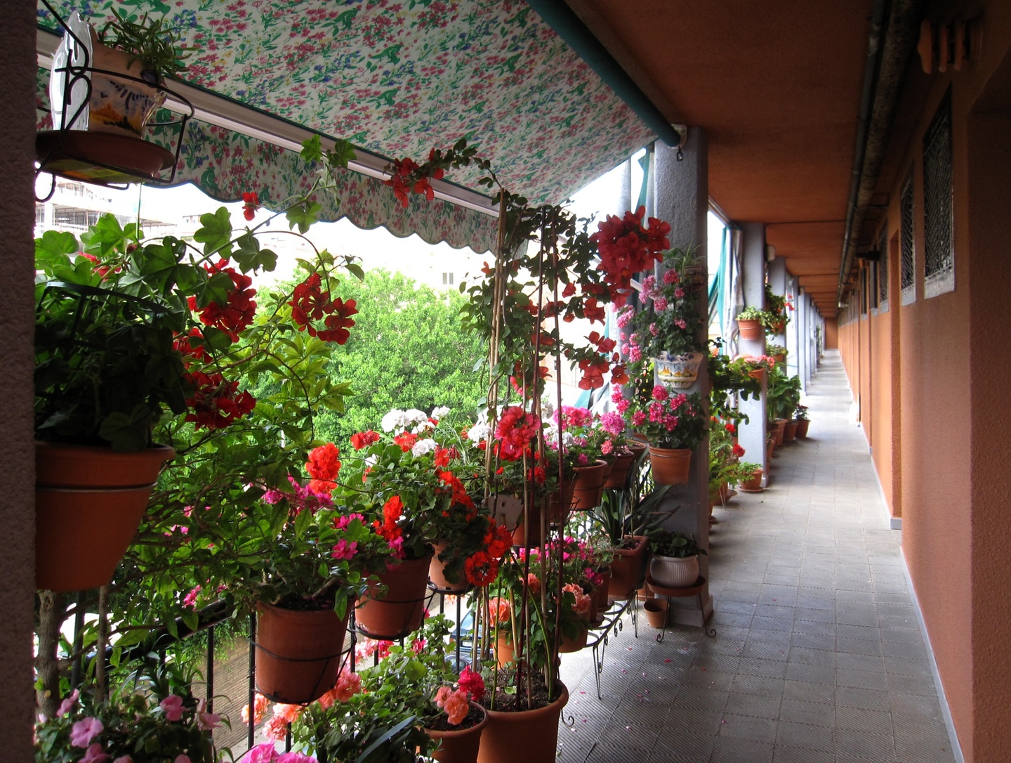 Photo of a covered walkway outside a single-story building; to the left of the walkway are two-level rows of lush plants blooming with red, pink, and white flowers.