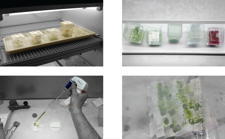 4-panel image of 3D-printed "micro environments" in a lab at various stages of experimentation, from bare structures to application of growth media to mature algae development.