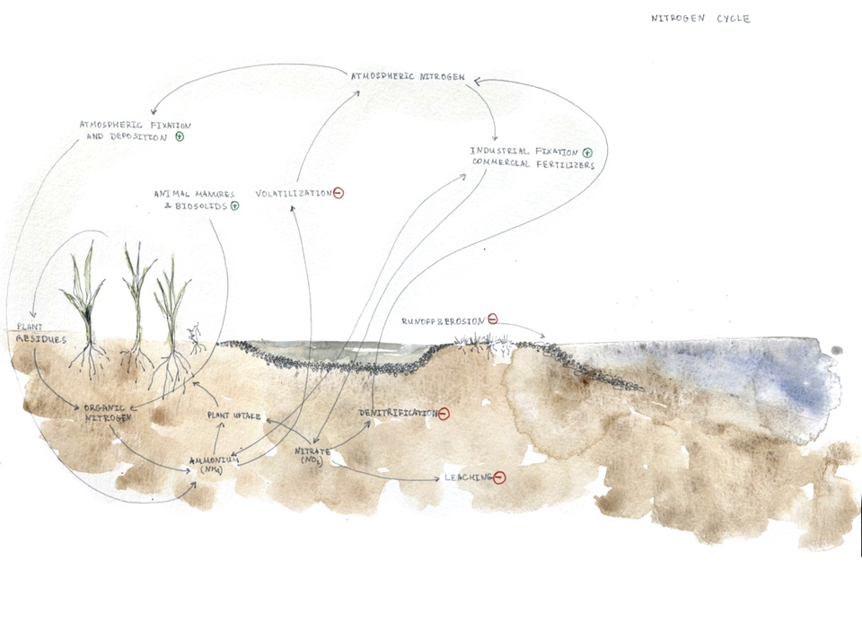 Landscape diagram showing soil and plant conditions.