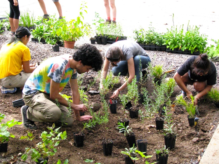 Several people work together to plant seedlings in a garden.