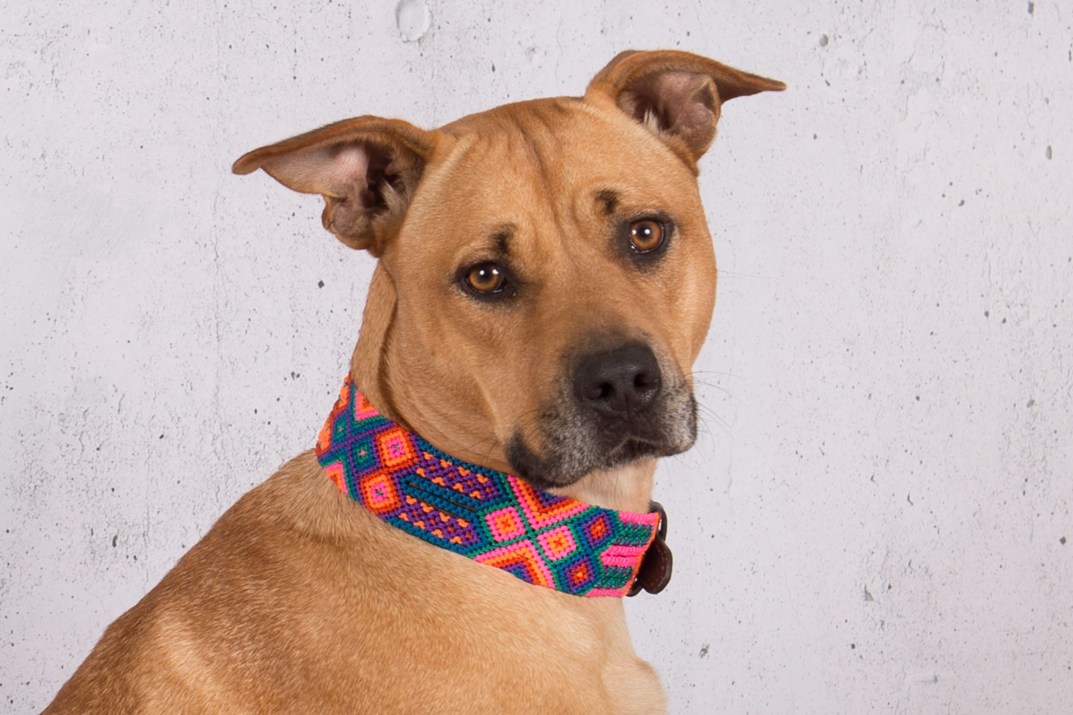 Poppy Dog Leash Dogly