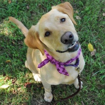 Featured Dog