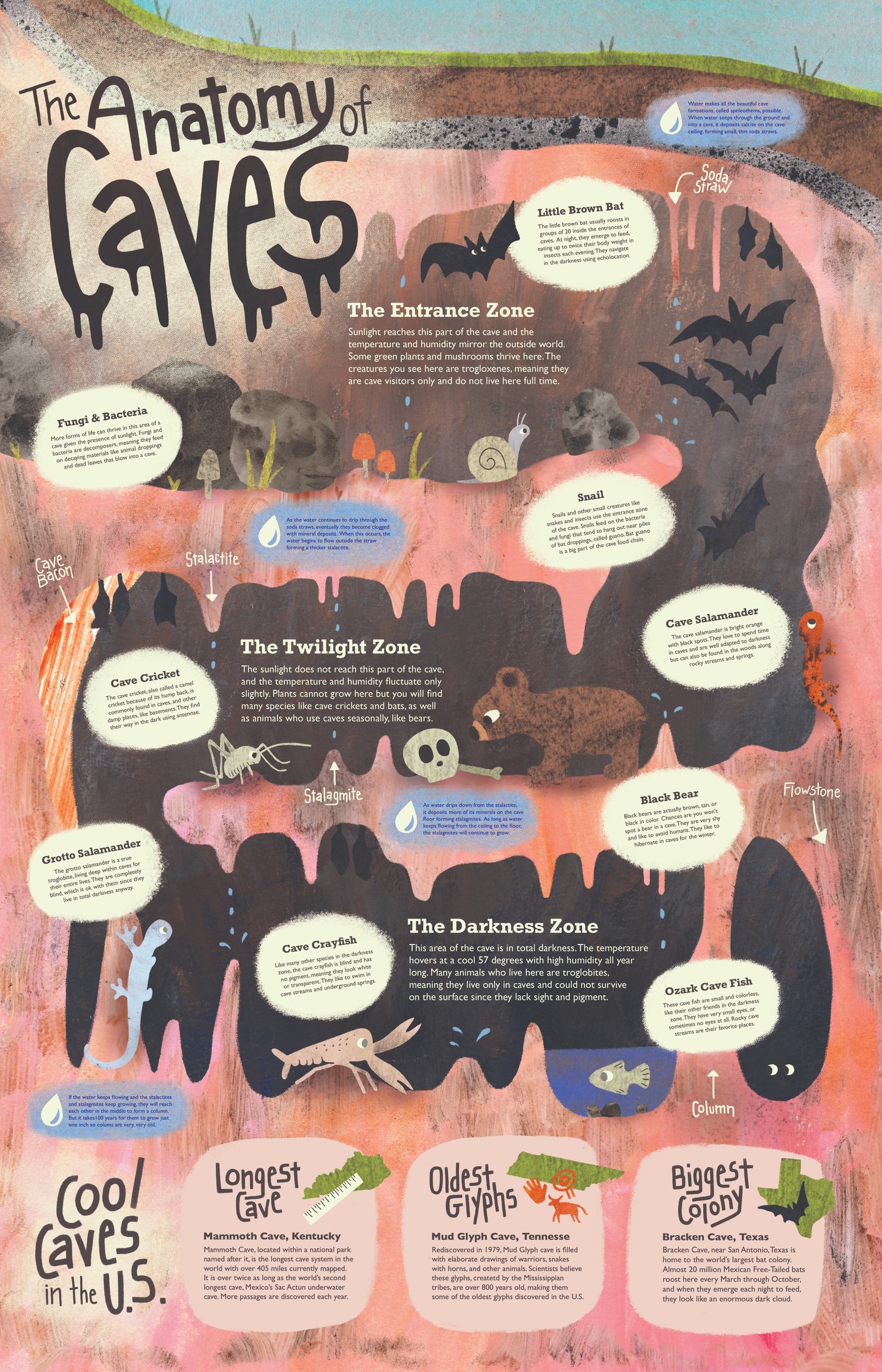 Infographic poster on the Anatomy of Caves with a cross section going deeper underground divided by The Entrance Zone, The Twilight Zone and The Darkness Zone. Various animals are labelled and 3 coolest caves in the US are listen below