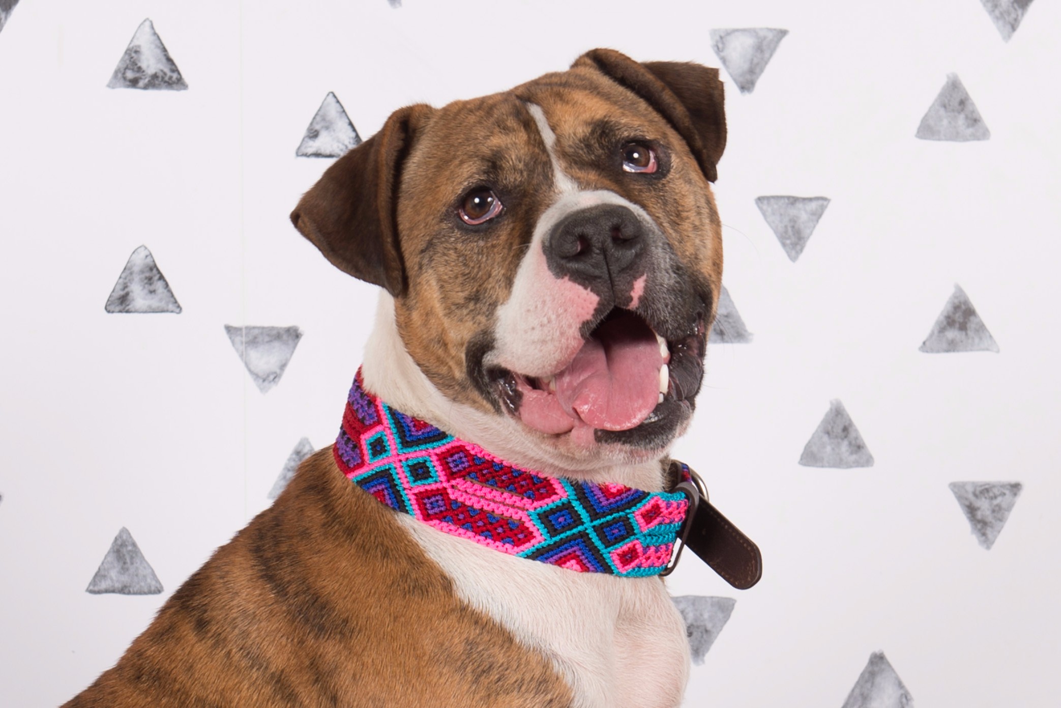 Poppy Dog Collar | Dogly