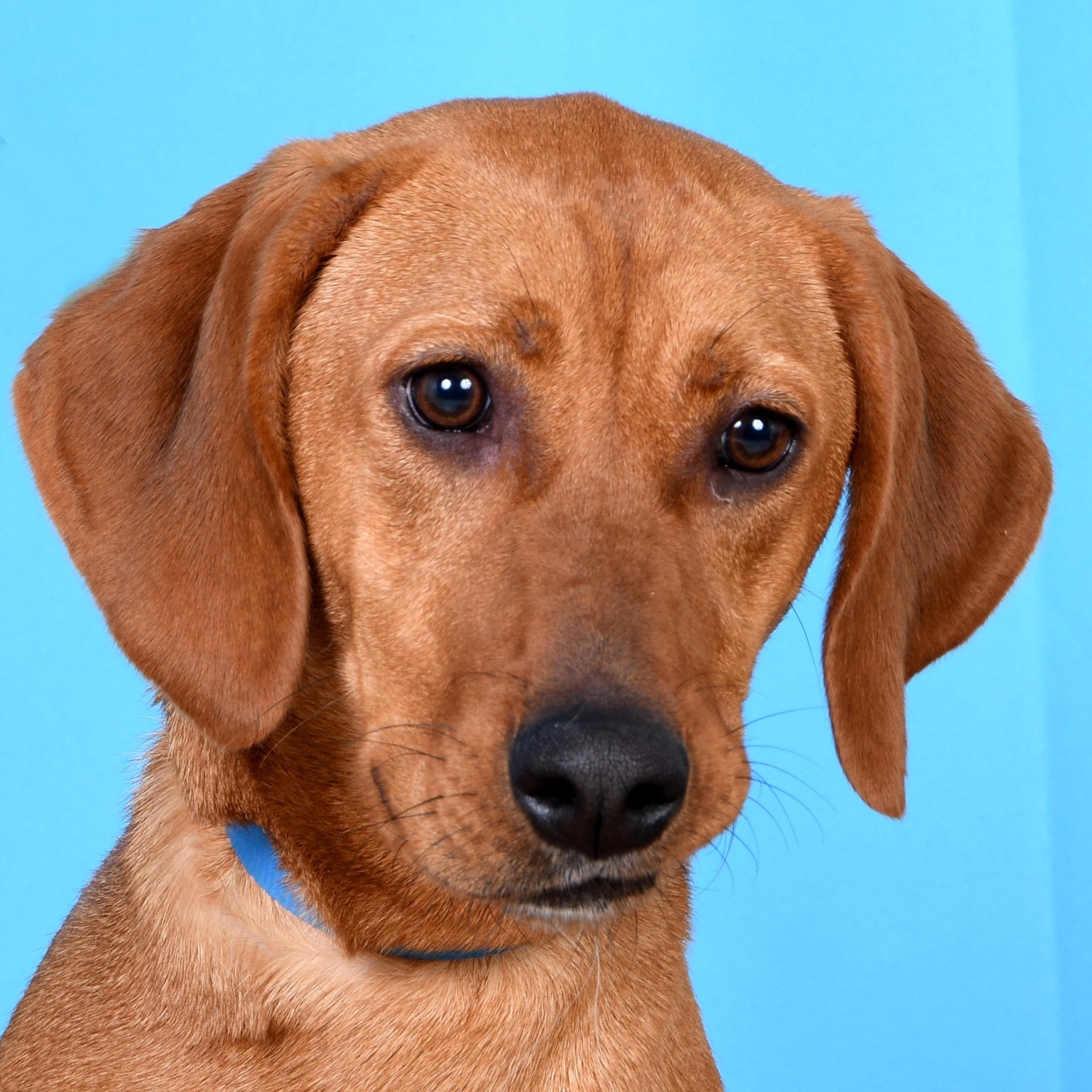 Featured Dog