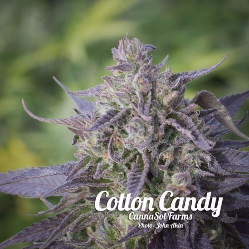 Photo of Cotton Candy