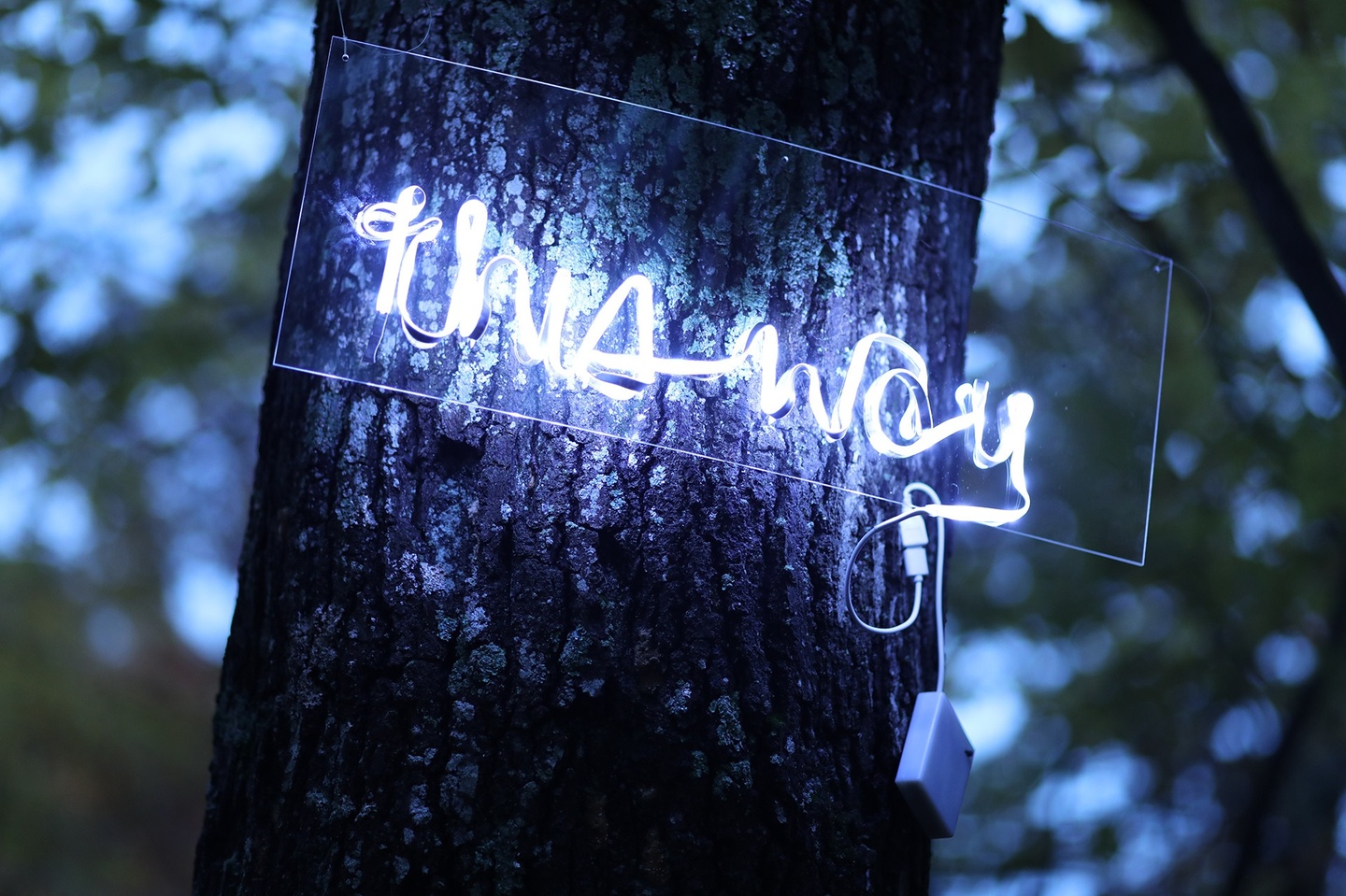In a dimly lit environment, the words "this way" rendered in a fluorescent/shining light, placed against a pane of transparent material. The words are positioned on the trunk of a tree; in the background are branches and leaves, blurred out of focus.
