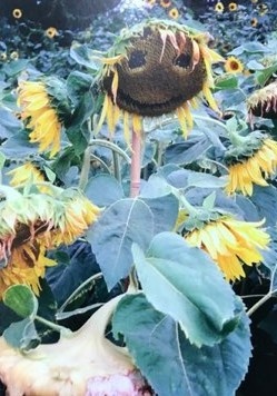 Smiley Sunflower Postcard